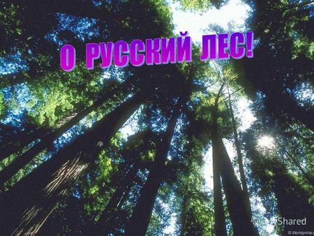 Лес, русский лес! Всех лесов на земле ты красивей! Лес! Русский лес! Ты богатство и гордость России! Лес! Русский лес! Вечно радуй людей и расти до небес!