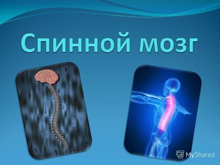 Спинномозговые нервы 31 пара Смешанные (чувствительные и двигательные)
