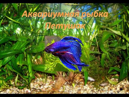 Я люблю наблюдать за рыбами. Если есть возможность, то посещаем выставки. Этим летом были на двух выставках экзотических рыб в городе Екатеринбург.