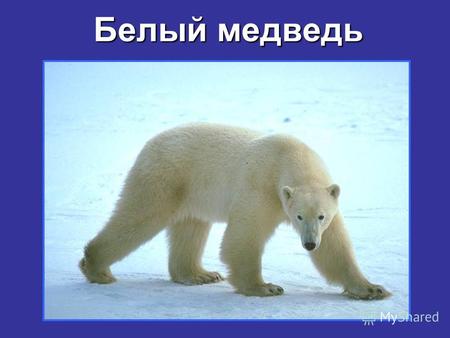 Белый медведь. Вид занесён в Международную Красную книгу и Красную книгу России.