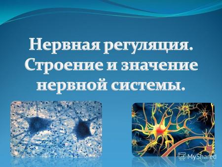 Нервная система Центральная Периферическая Головной мозг, спинной мозг Соматическая Вегетативная (автономная) Вегетативная (автономная) Симпатический.