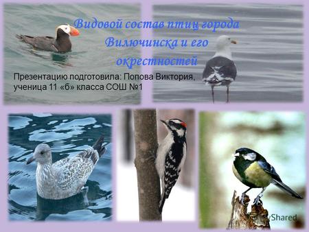 Видовой состав птиц города Вилючинска и его окрестностей Презентацию подготовила: Попова Виктория, ученица 11 «б» класса СОШ 1.