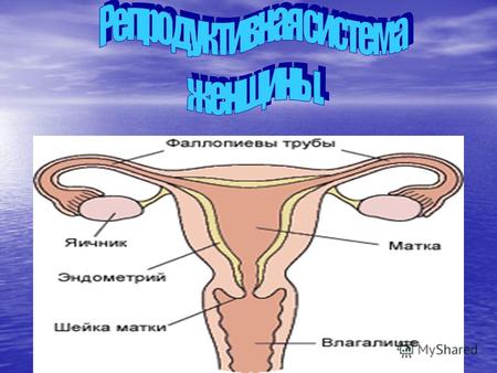 К органам женской репродуктивной системы относятся два яичника, соединенные маточными (фаллопиевыми) трубами с маткой, и влагалище - проход, ведущий от.