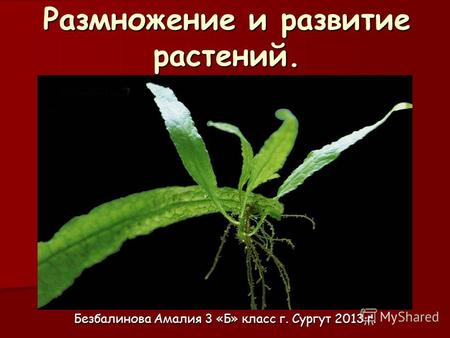 Размножение и развитие растений. Безбалинова Амалия 3 «Б» класс г. Сургут 2013 г.