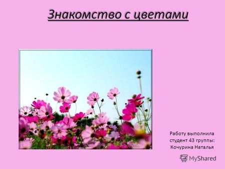 Знакомство с цветами Работу выполнила студент 43 группы: Кочурина Наталья.