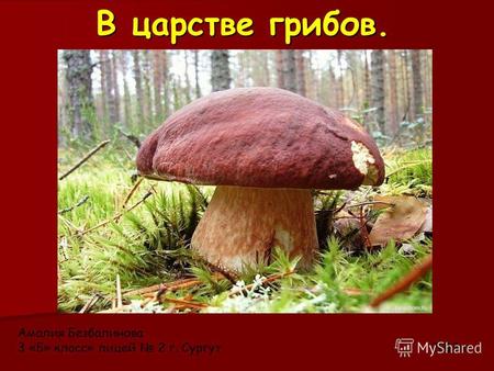 В царстве грибов. Амалия Безбалинова 3 «Б» класс» лицей 2 г. Сургут 2013 г.