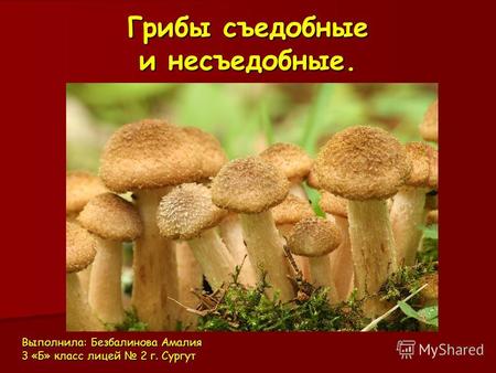 Грибы съедобные и несъедобные. Выполнила: Безбалинова Амалия 3 «Б» класс лицей 2 г. Сургут.