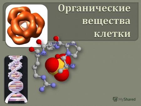 Белки́ (протеи́ны, полипепти́ды) высокомолекулярные органические вещества, состоящие из соединённых в цепочку пептидной связью аминокислот. Белки – это.