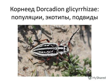 Корнеед Dorcadion glicyrrhizae: популяции, экотипы, подвиды.