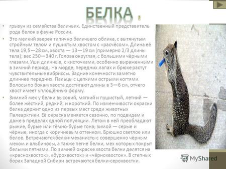 Грызун из семейства беличьих. Единственный представитель рода белок в фауне России. Это мелкий зверек типично беличьего облика, с вытянутым стройным телом.