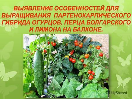 Цель работы – выяснить, можно ли самостоятельно без удобрений вырастить в домашних условиях овощи и фрукты.