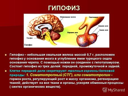 ГИПОФИЗ Гипофиз – небольшая овальная железа массой 0,7 г, расположен гипофиз у основания мозга в углублении ямки турецкого седла основания черепа. С помощью.