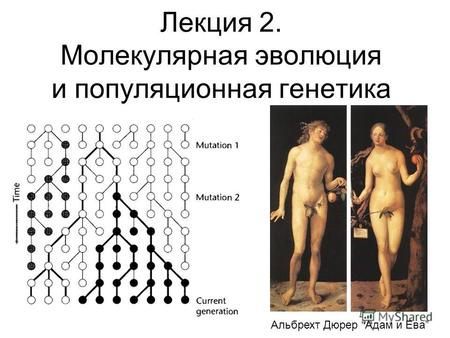 Лекция 2. Молекулярная эволюция и популяционная генетика Альбрехт Дюрер Адам и Ева.