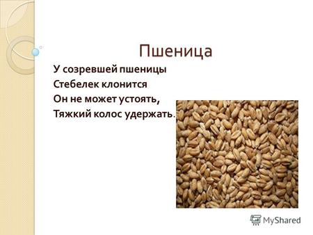 Пшеница У созревшей пшеницы Стебелек клонится Он не может устоять, Тяжкий колос удержать.