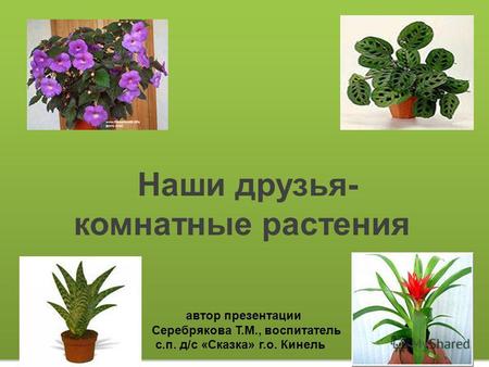 Наши друзья- комнатные растения автор презентации Серебрякова Т.М., воспитатель с.п. д/с «Сказка» г.о. Кинель.