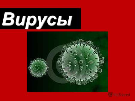 Вирусы Вирусы – это мельчайшие живые организмы, размеры которых варьируют в пределах примерно от 20 до 300 мм; в среднем они раз в пятьдесят меньше бактерий.