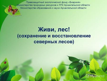 Живи, лес! (сохранение и восстановление северных лесов) Правозащитный экологический фонд «Биармия» Министерство природных ресурсов и ЛПК Архангельской.
