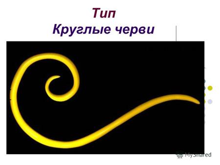 Признаки типа - Тип Круглые черви. Признаки типа: Трехслойные билатеральная симметрия первичная полость тела, наполненная жидкостью сквозной кишечник.
