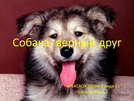 Собака- верный друг КГБКСКОУ СКШИ 8 вида 11 Шишканова С.Е.