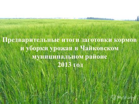 Предварительные итоги заготовки кормов и уборки урожая в Чайковском муниципальном районе 2013 год.