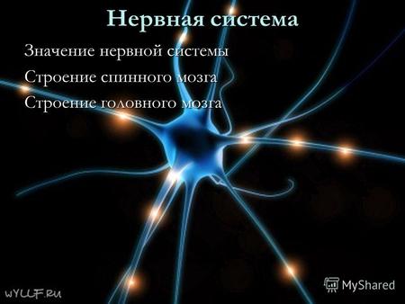 Нервная система Значение нервной системы Строение спинного мозга Строение головного мозга.