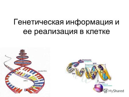 Генетическая информация и ее реализация в клетке.