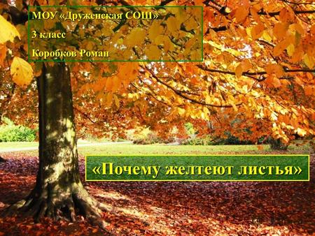 МОУ «Друженская СОШ» 3 класс Коробков Роман «Почему желтеют листья»