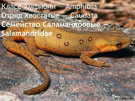 Класс Амфибии Amphibia Отряд Хвостатые Caudata Семейство Саламандровые Salamandridae ru.wikipedia.