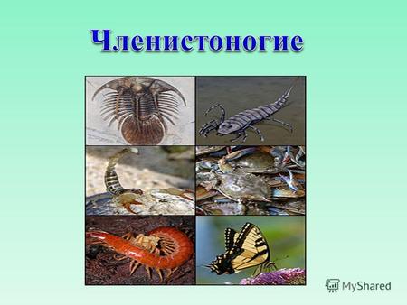 Многообразие видов Членистоногие - самая большая группа животных, населяющая нашу планету. Его представители освоили все среды жизни: сушу, моря пресные.