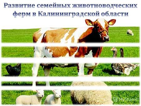 1 2 Ведомственная целевая программа « Развитие семейных животноводческих ферм », утвержденная приказом Минсельхоза России от 6 марта 2012 года 173 Приказ.
