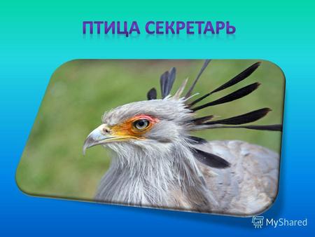 Птица Секретарь - необычная птица, живущая в открытых полях и саваннах в Африке. Такое название она получила из-за чёрных перьев на голове, напоминающих.