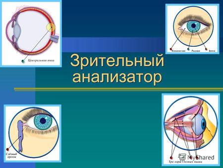 Зрительный анализатор. Орган зрения Орган зрения.