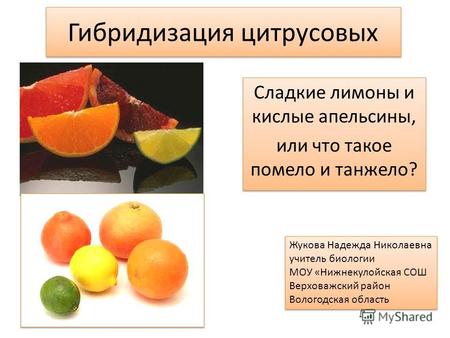 Гибридизация цитрусовых Сладкие лимоны и кислые апельсины, или что такое помело и танжело? Сладкие лимоны и кислые апельсины, или что такое помело и танжело?