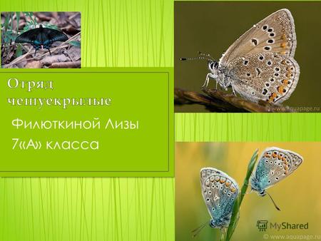 Филюткиной Лизы 7«А» класса. Как у всех насекомых, тело бабочек делится на три главных отдела: голову, грудь и брюшко.насекомых Голова Голова малоподвижная,