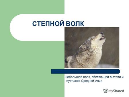 СТЕПНОЙ ВОЛК небольшой волк, обитающий в степи и пустынях Средней Азии.