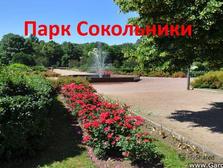 Парк Сокольники. Для многих москвичей Сокольники это любимое место отдыха. Территория парка «Сокольники» почти в четыре раза больше лондонского Гайд-парка.