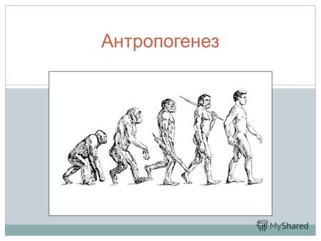 Антропогенез. Основные понятия темы: Антропология Антропогенез Биологические факторы антропогенеза Социальные факторы антропогенеза Архантропы Палеоантропы.