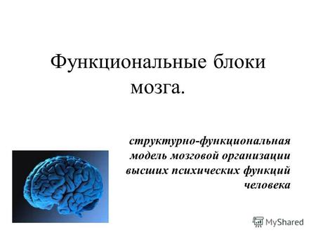 Функциональные блоки мозга. структурно-функциональная модель мозговой организации высших психических функций человека.