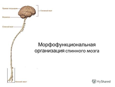 Морфофункциональная организация спинного мозга. СМ находится в спинномозговом канале позвоночника и представляет из себя цилиндрический тяж серого и белого.