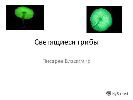 Светящиеся грибы Писарев Владимир. Bioluminescent fungi emit a greenish light with a maximum intensity at 520-530 nm. Some luminescent fungi, for example.