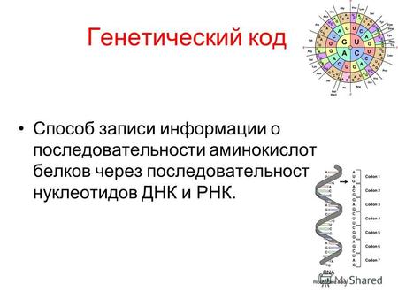 Генетический код Способ записи информации о последовательности аминокислот белков через последовательность нуклеотидов ДНК и РНК.