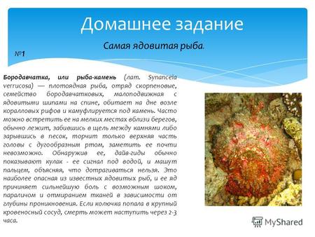 Домашнее задание Самая ядовитая рыба. Бородавчатка, или рыба-камень (лат. Synanceia verrucosa) плотоядная рыба, отряд скорпеновые, семейство бородавчатковых,