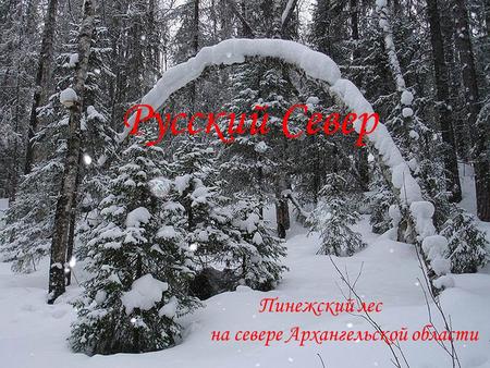 Русский Север Пинежский лес на севере Архангельской области.