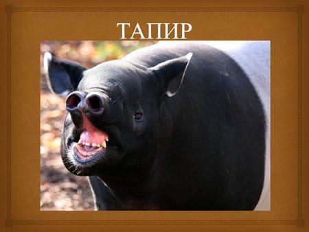 Тапиры лесные животные, любящие воду. Хотя они часто живут в лесах на суше, тапиры, обитающие вблизи рек и озёр, проводят много времени в воде и под водой,