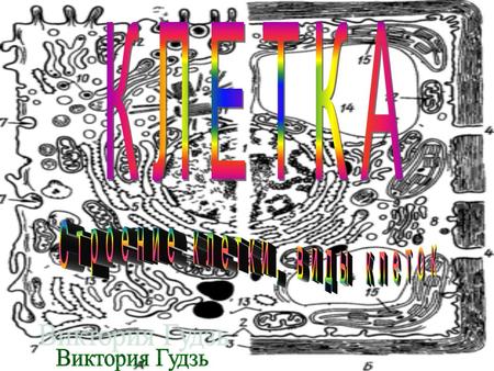 Ядро Лизосома Вакуоль Комплекс Гольджи Хлоропласты Митохондрии Эндоплазматическая сеть Клеточная стенка Хромопласт Сравнение эукариотов и прокариотов.