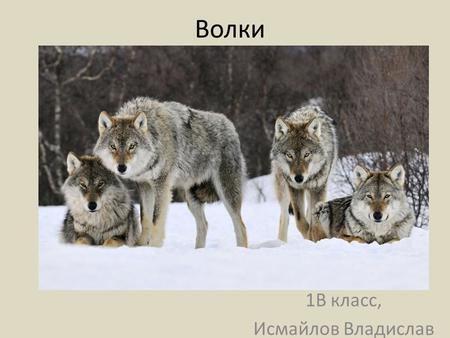 Волки 1 В класс, Исмайлов Владислав. Среда обитания Волк обитает в самых разных местах, но предпочитает степи, полупустыни, тундру, лесостепь, избегая.