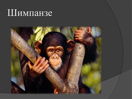 Шимпанзе Характеристика Тёмная шерсть шимпанзе состоит из такого же количества волос, какое насчитывается на теле человека. Правда эти волосы длиннее,
