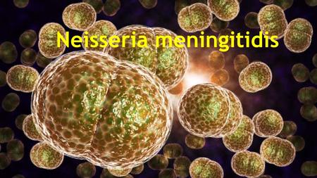 Neisseria meningitidis. History In 1884 Ettore Marchiafava and An gelo Celli first observed the bacterium inside cells in the cerebral spinal fluidEttore.