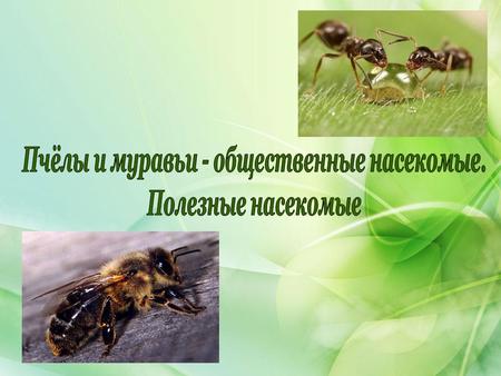 Вопросы: 1.Как происходит развитие насекомых с полным превращением? 2. Чем отличается развитие с неполным превращением от развития с полным превращением?