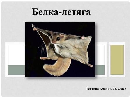 Белка-летяга Гептина Амалия, 2 Б класс. Летучая белка Летяги относятся к семейству беличьих, подсемейство грызунов. В лесах России обитает обыкновенная.